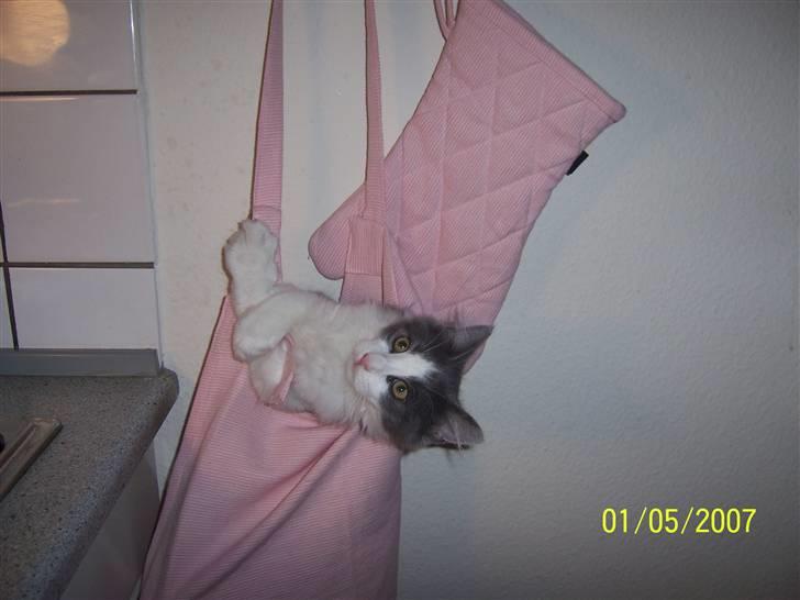 Maine Coon Bobby billede 4