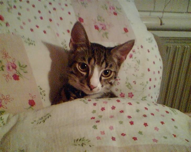 Huskat Rasmus billede 11