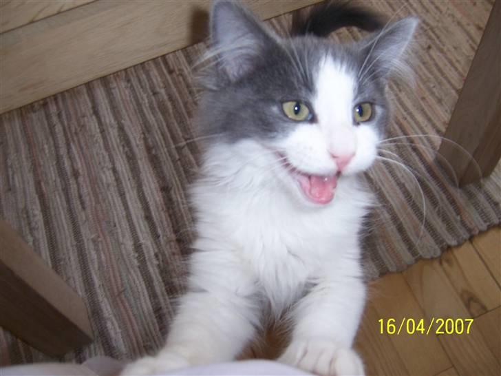 Maine Coon Bobby billede 5