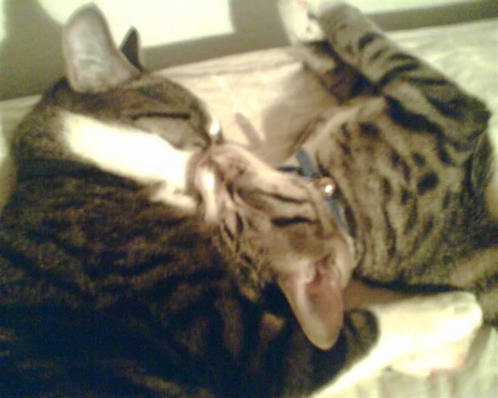 Huskat Rasmus billede 12