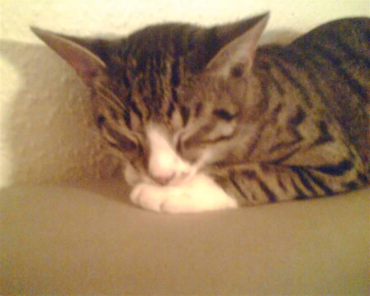 Huskat Rasmus billede 13