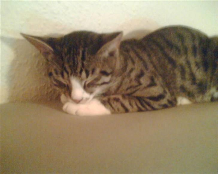 Huskat Rasmus billede 14