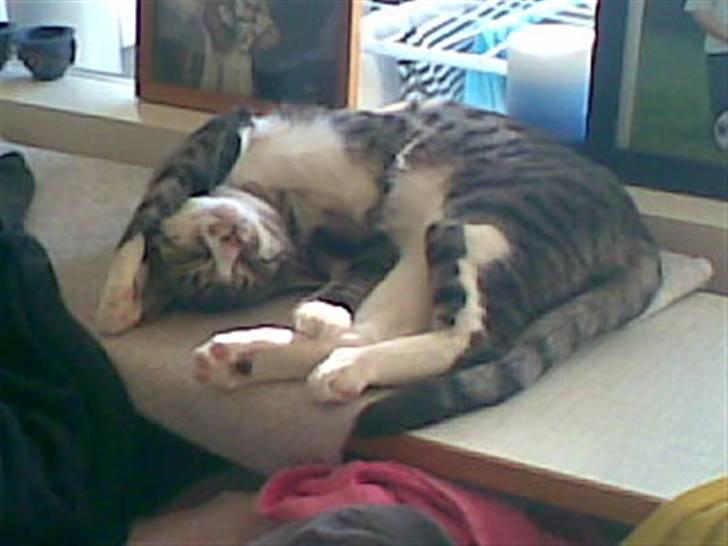 Huskat Rasmus billede 15