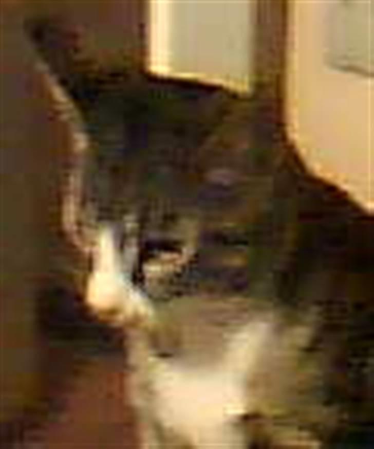 Huskat Rasmus billede 16