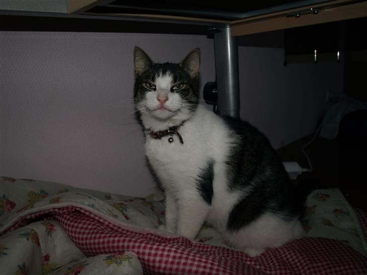 Huskat Sif - Hej jeg er sif :D billede 1