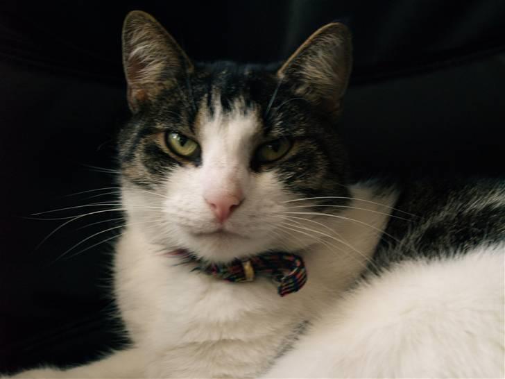 Huskat Sif - jeg elsker at spise og sove,  billede 2