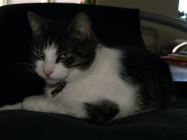 Huskat Sif - Hvorfor tager du billder :O ?  billede 3