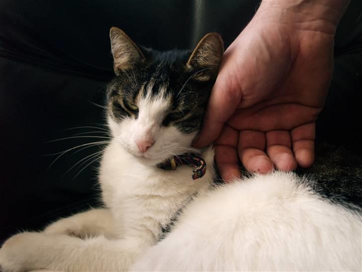 Huskat Sif - jeg elsker at blive nusset :D billede 4