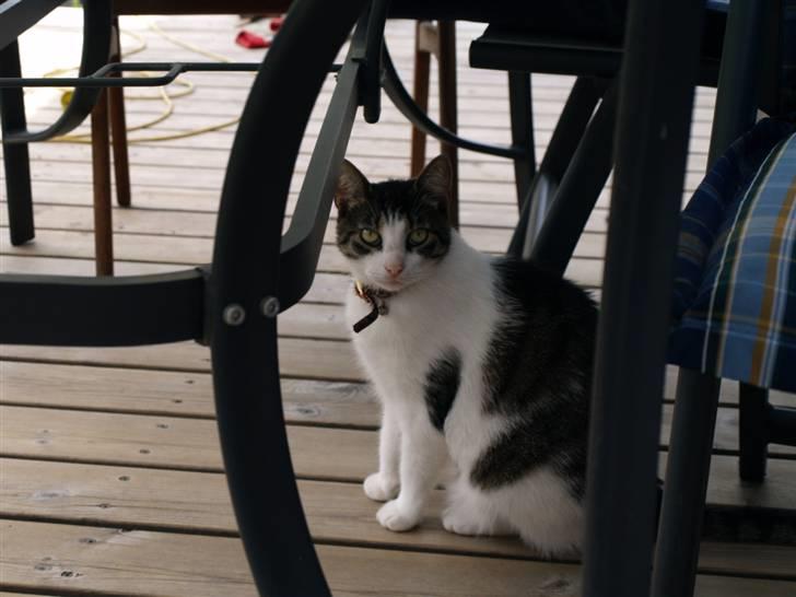 Huskat Sif - Er jeg ikke fiiin :D ?  billede 5