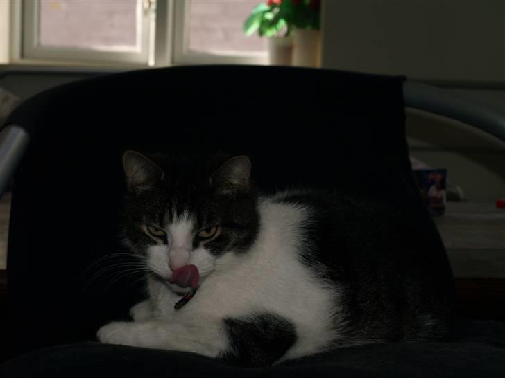 Huskat Sif - Jeg kan godt lide at række tunge :P billede 6