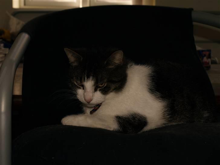 Huskat Sif - Så er det dømt slap af tid , billede 7