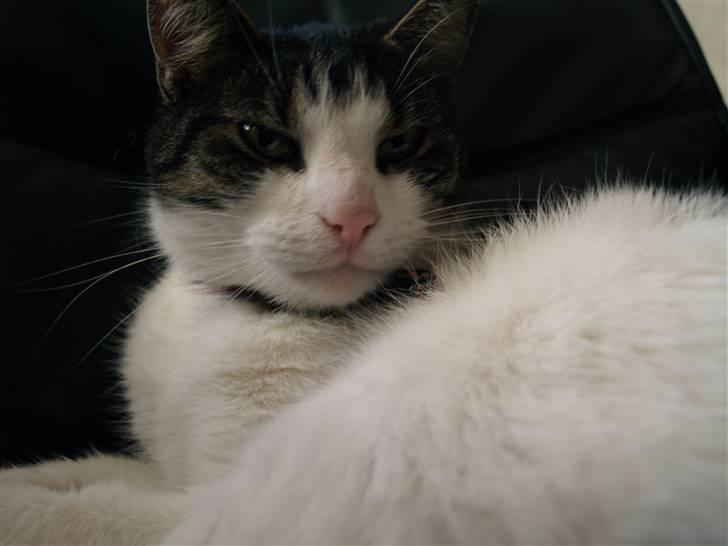 Huskat Sif - Gider du lige ? , jeg lå og sov ;) billede 8