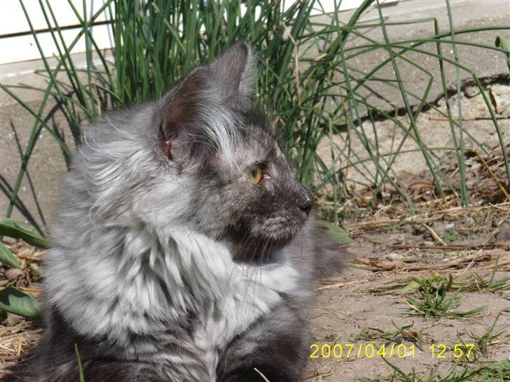 Norsk Skovkat Dk Mazjan's Jamilla  billede 1