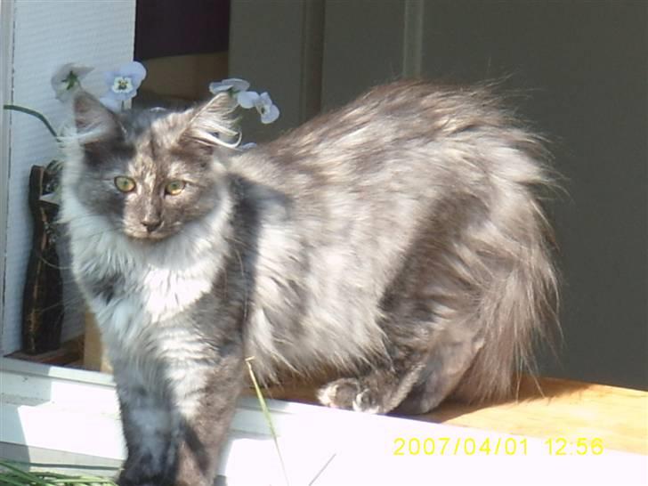 Norsk Skovkat Dk Mazjan's Jamilla  billede 2