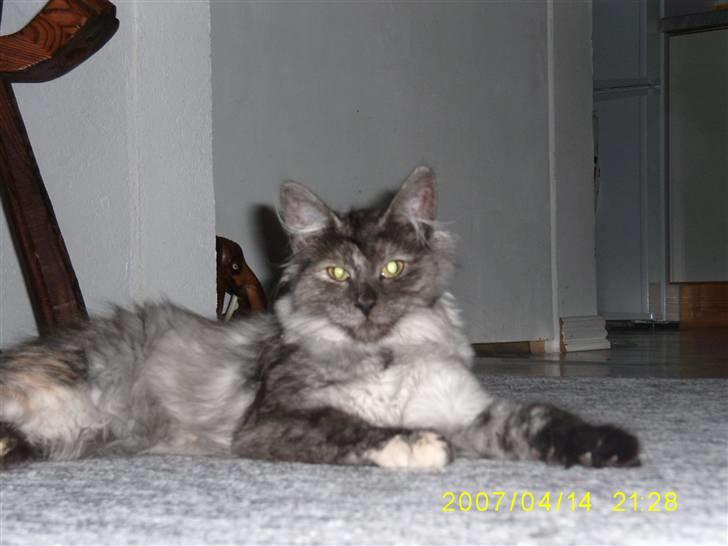 Norsk Skovkat Dk Mazjan's Jamilla  billede 3