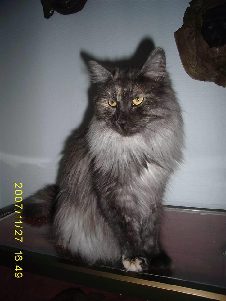 Norsk Skovkat Dk Mazjan's Jamilla  billede 4