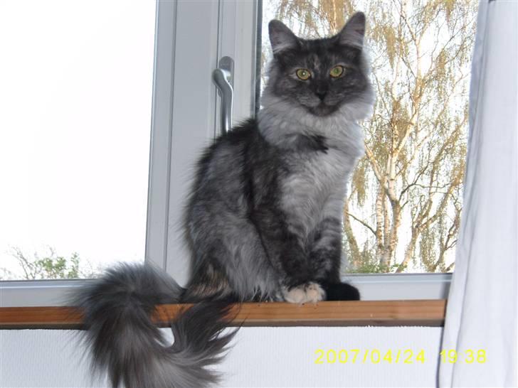 Norsk Skovkat Dk Mazjan's Jamilla  billede 5