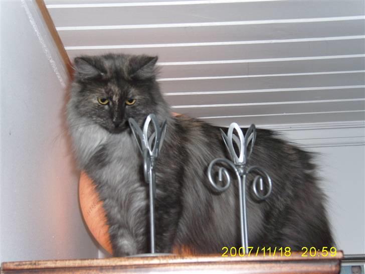 Norsk Skovkat Dk Mazjan's Jamilla  billede 6