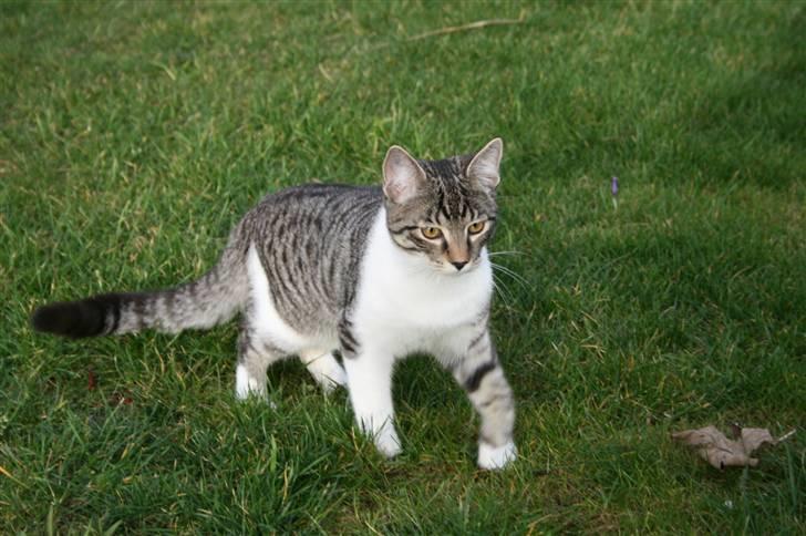 Blanding af racer Mickey og Mikkel - Mikkel på græs billede 7