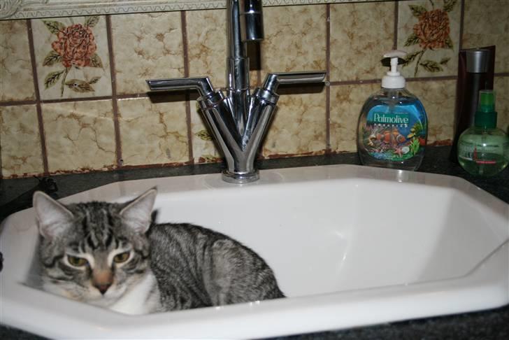 Blanding af racer Mickey og Mikkel - Mickey ligger i vasken billede 8