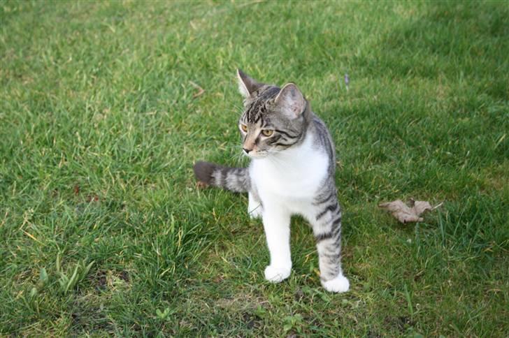 Blanding af racer Mickey og Mikkel - Mikkel på græs billede 9