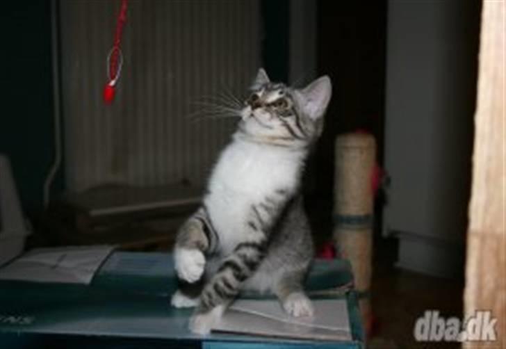 Blanding af racer Mickey og Mikkel - Da de var til salg. billede 10