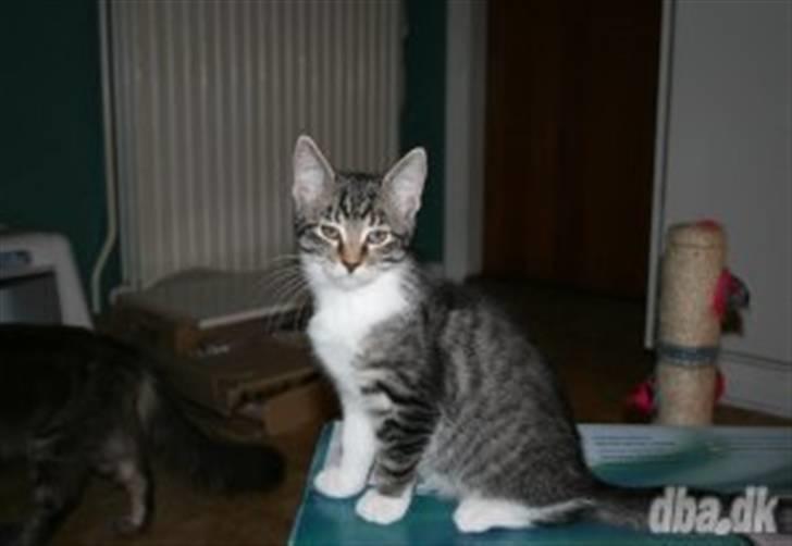 Blanding af racer Mickey og Mikkel - Da de var til salg billede 11