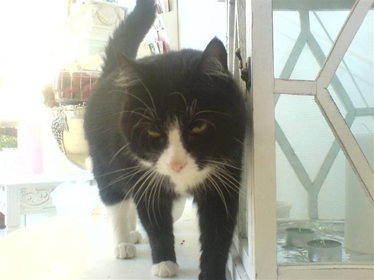 Blanding af racer Feline billede 2