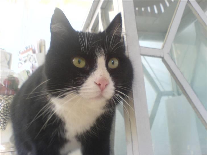 Blanding af racer Feline billede 3