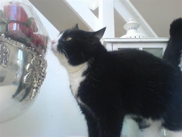 Blanding af racer Feline billede 4