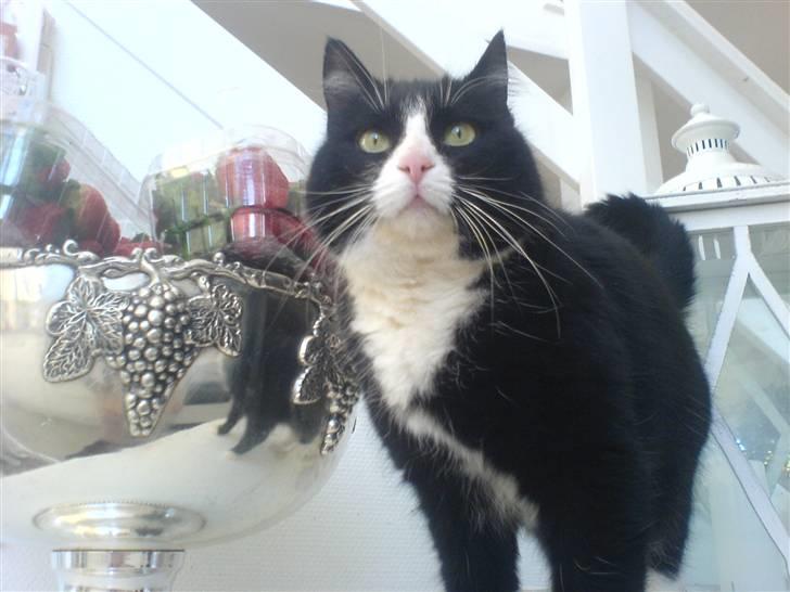 Blanding af racer Feline billede 5