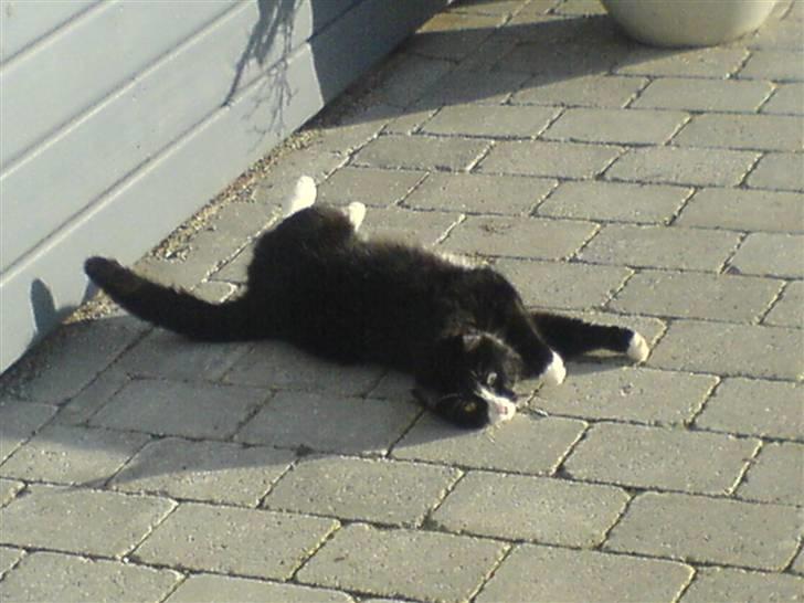 Blanding af racer Feline billede 6