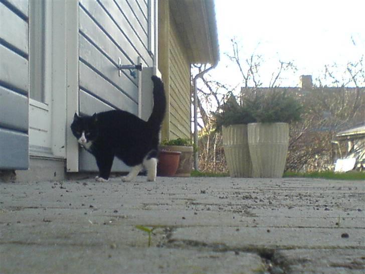 Blanding af racer Feline billede 7