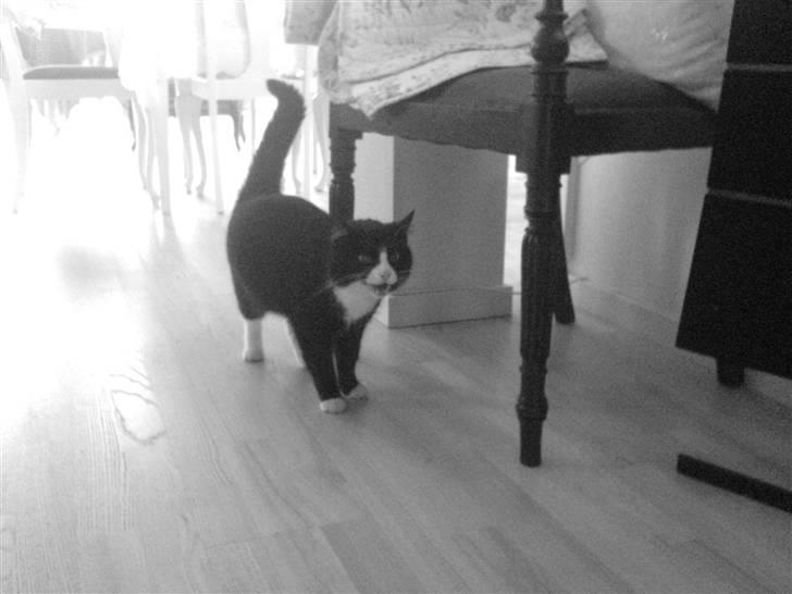 Blanding af racer Feline billede 8