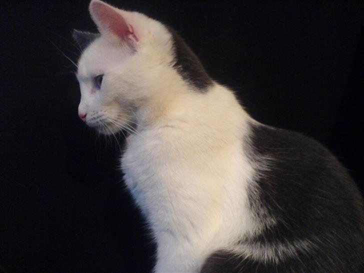 Huskat Karla  billede 11