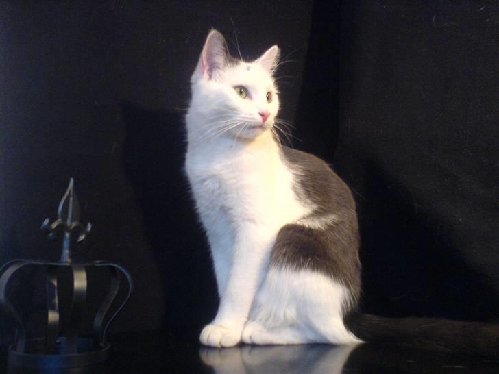 Huskat Karla  billede 12