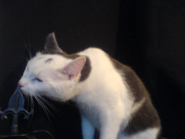 Huskat Karla  billede 13