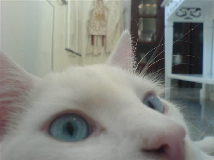 Huskat Lauritz - heey hvem sagde mit navn ?`` billede 11