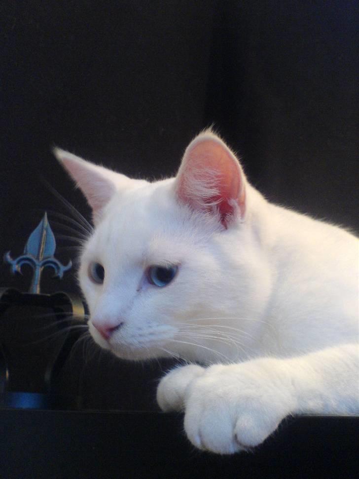 Huskat Lauritz billede 12