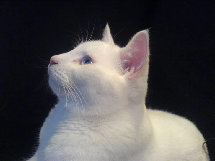 Huskat Lauritz billede 13