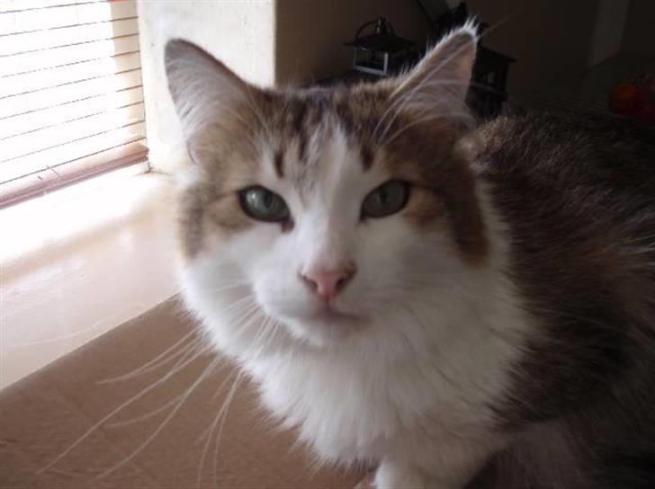 Norsk Skovkat Freya R.I.P billede 1