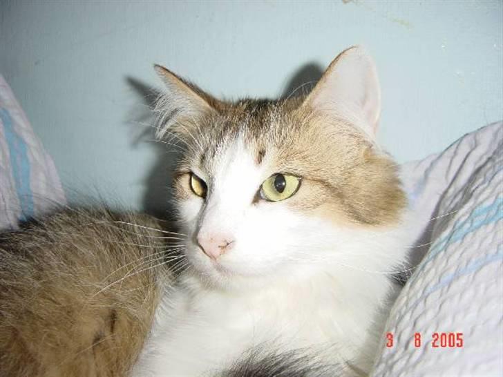 Norsk Skovkat Freya R.I.P billede 2
