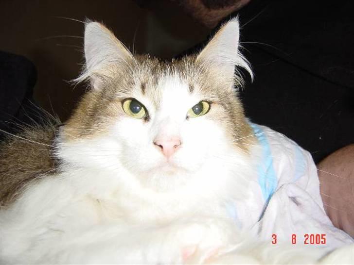 Norsk Skovkat Freya R.I.P billede 3