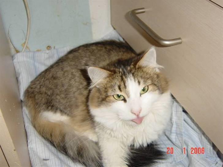 Norsk Skovkat Freya R.I.P billede 4