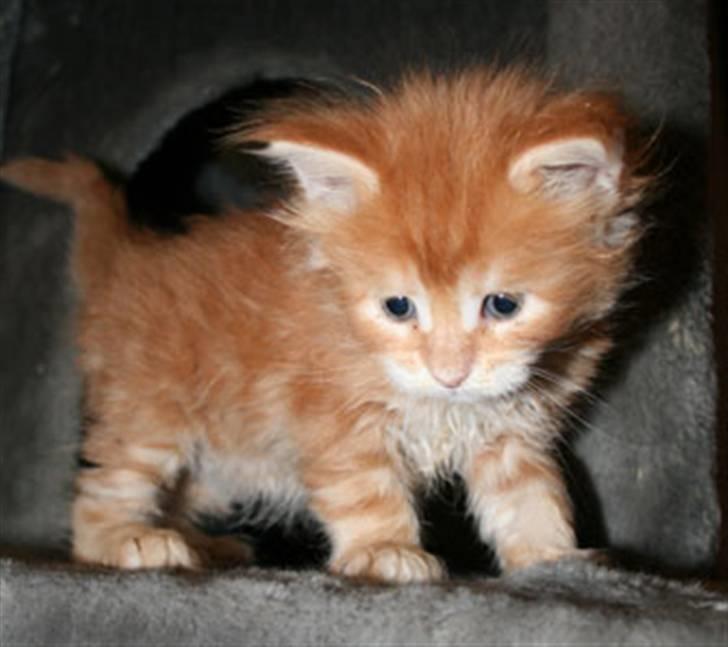 Maine Coon Ramses - 4 uger gammel og allerede på eventyr i den store fagre verden (rummets kattemiljø).... (tak til opdrætter for det fine billede) billede 12