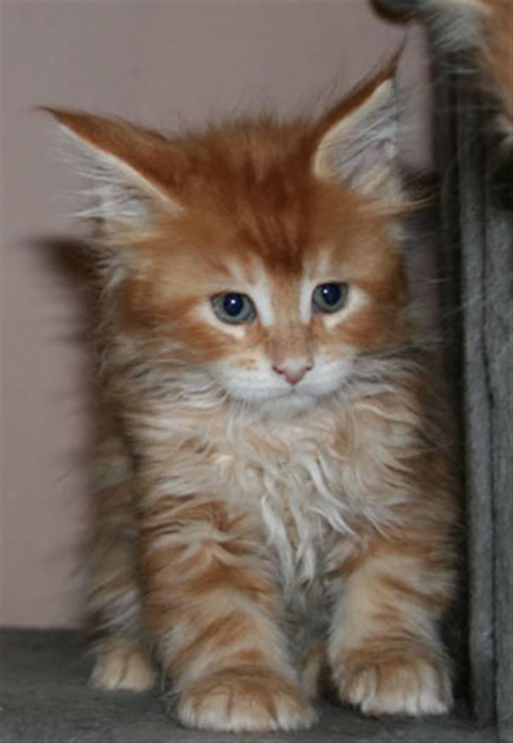 Maine Coon Ramses - Jeg er en løve-mis... en 6 uger gammel kæmpestor løvemis... (tak til opdrætter for det fine billede) billede 13
