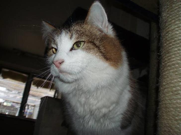 Norsk Skovkat Freya R.I.P billede 5