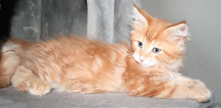 Maine Coon Ramses - Er jeg ikke bare dejlig - jeg er 8 uger og har altid travlt med at være killing - undtagen når jeg poserer lidt for kameraet :)  (tak til opdrætter for det fine billede) billede 14