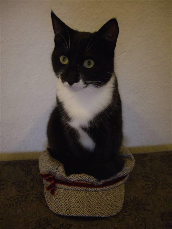 Huskat Molly billede 1