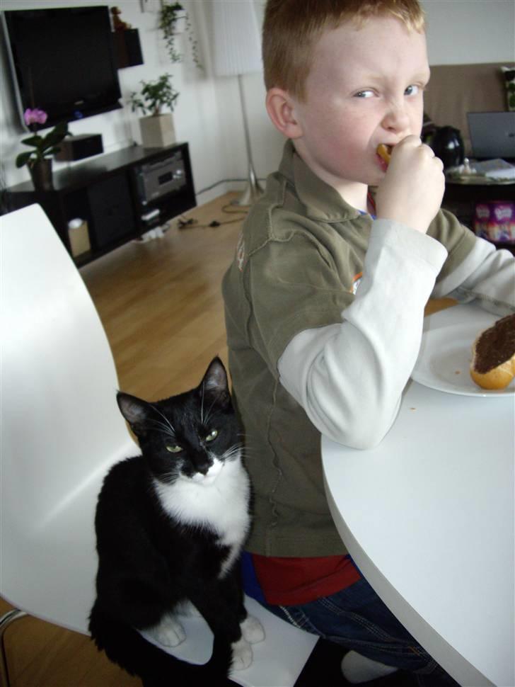 Huskat Molly billede 2